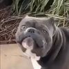 tongogo